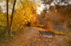 Autumn Walk