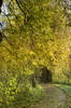 Autumn Walk