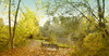 Autumn Walk