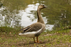 Master Goose