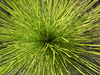 Pine Leaves