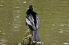 Anhinga Fluffed