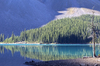 Reflected forest