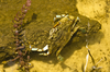 Crab,Naturally