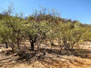 arid area2