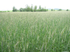 Wheat field