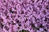 Nerine
