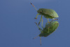 Ticks on mirror. (macro)