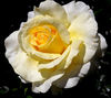 golden centred4