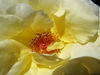 golden centred2