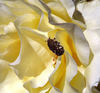 bugged petals