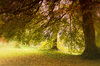 Autumn Walk