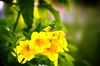 Trumpet Flowers