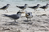 Terns