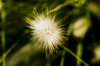 Grass Tip