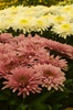 chrysanthemum