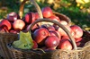 autumn apples