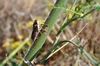 Cicada