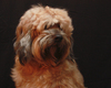 Cute Tibetan Terrier