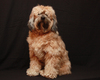 Cute Tibetan Terrier