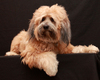 Tibetan Terrier Dog 2
