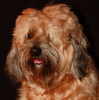 Cute Tibetan Terrier