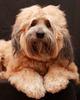 Tibetan Terrier Dog 4