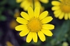 Yellow daisy