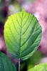 Leaf