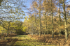 Autumn forest margin