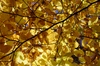 Texture - Autumn beech