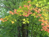 First Signs of Fall