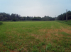 green field in spring 1
