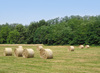 hay bales in a field