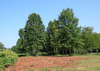 distant trees