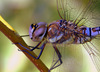 Dragonfly,  Macro