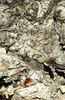paperbark trunk textures3