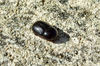 black beetle