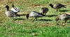 family outing1