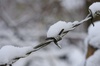 Barbed wire and snow