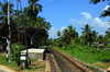 Jungle Express