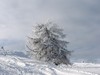 winter trees