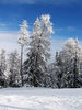 winter trees