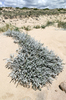 Sand dune plants