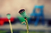 poppy head