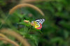 Common Jezebel