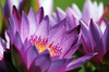 Up Close Water Lilies