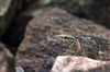 Lookin' Lizard