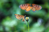 Butterfly Dance