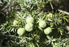 Juniper berries